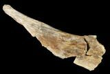 Permian Synapsid (Dimetrodon) Bone - Texas #181309-2